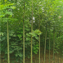苗圃供應(yīng) 苦楝樹(shù) 環(huán)境優(yōu)越 苗木資源雄厚