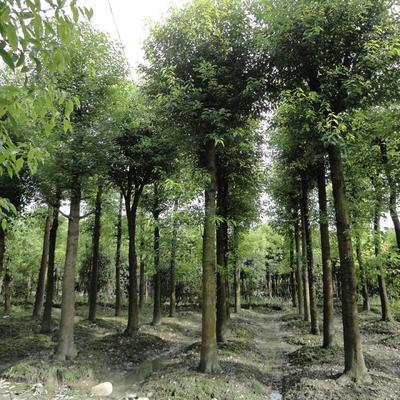 香樟樹[價(jià)格面議] 重慶苗木銷售-北碚區(qū)鴻鋒琳花木園藝場