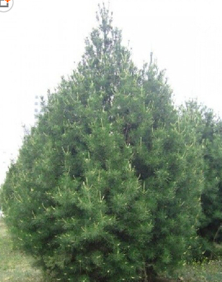 廠家直銷白皮松 山東圖片|廠家直銷白皮松 山東產品圖片由泰安嘉祺苗木種植銷售有限公司公司生產提供