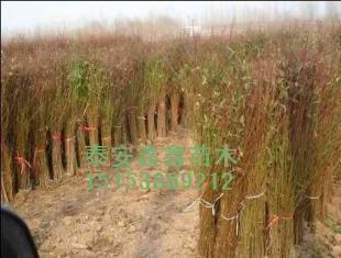桃苗新的價格、現在的價格泰安鑫鑫苗木_農副產品_世界工廠網中國產品信息庫
