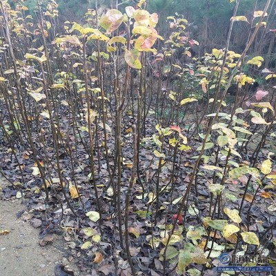 【水晶梨苗廠家價格早酥紅梨苗良種】泰安高新區(qū)旺運苗木中心 - 產(chǎn)品庫