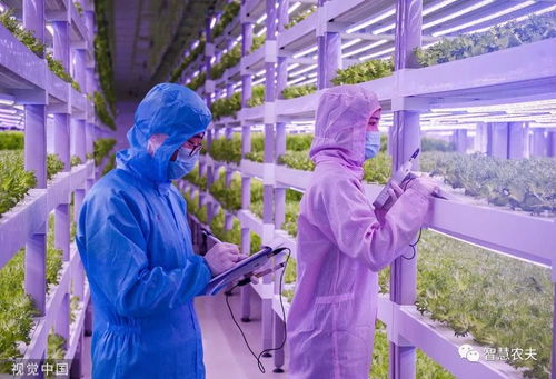 走進 植物工廠 探訪現(xiàn)代工廠化智慧育苗基地