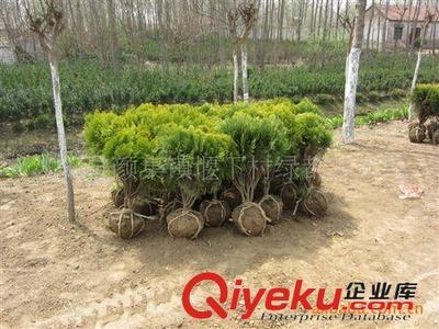 出售優(yōu)質蔓海母月季,預定優(yōu)惠,量大更優(yōu)!圖片|出售優(yōu)質蔓海母月季,預定優(yōu)惠,量大更優(yōu)!產(chǎn)品圖片由沭陽縣顏集鎮(zhèn)堰下村綠都苗木場公司生產(chǎn)提供-