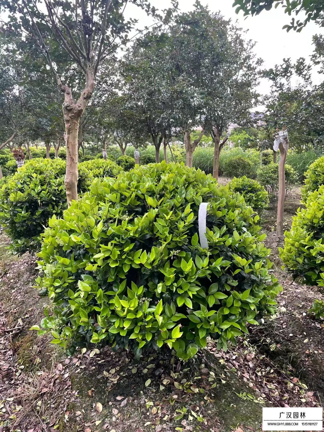 沭陽金森女貞球-供應信息-綠化苗木_苗木批發(fā)_沭陽縣廣漢園林苗木場