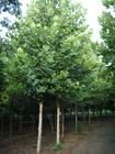 供應法桐苗木價格,山東造型法桐,法桐的價格_紡織、皮革_世界工廠網中國產品信息庫