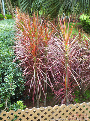 【室內綠化觀賞植物馬尾鐵、自產自銷】綠化苗木,價格,廠家,供應商,花木,龍海市東泗興輝園藝場 - 產品庫