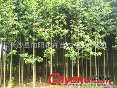 喬木-湖南向陽花木合作社供10公分優質樂昌含笑-長沙縣向陽花卉苗木專業合作社提供喬木-湖南向陽花木合作社供10公分優質樂昌含笑的相關介紹、產品、服務、圖片、價格長沙縣向陽花卉苗木專業合作社、香樟;桂花;廣玉蘭;樂昌含笑;羅漢松;欒樹;石榴;紅楓;杜英;櫻花;雪松;楊梅;杜鵑;金森女貞;香泡;金葉女貞;欏木石楠;紅桎木古樁;紅花繼木;十大功勞