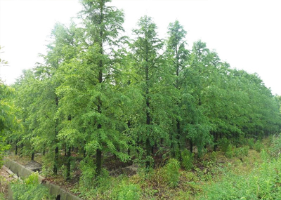 中山杉基地_中山杉批發(fā)_中山杉苗