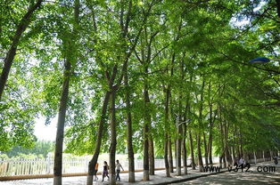 未來最有市場(chǎng)的十大綠化苗木品種分析