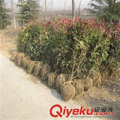 苗圃特價(jià)大量供應(yīng)綠化小苗 紅葉石楠 50-80高1.1元 量大從優(yōu)-沭陽國祥苗木園藝場(chǎng)提供苗圃特價(jià)大量供應(yīng)綠化小苗 紅葉石楠 50-80高1.1元 量大從優(yōu)的相關(guān)介紹、產(chǎn)品、服務(wù)、圖片、價(jià)格沭陽國祥苗木園藝場(chǎng)、綠化苗木;食用果樹;月季花卉;室內(nèi)盆栽;綠化種子