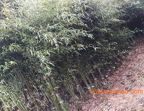 南天竹種植基地 山東青州綠化南天竹 潤(rùn)澤竹子園藝,南天竹種植基地 山東青州綠化南天竹 潤(rùn)澤竹子園藝生產(chǎn)廠家,南天竹種植基地 山東青州綠化南天竹 潤(rùn)澤竹子園藝價(jià)格