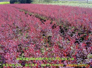 沭陽縣新河鎮(zhèn)周圈村西南花卉苗木園藝場 灌木產品列表