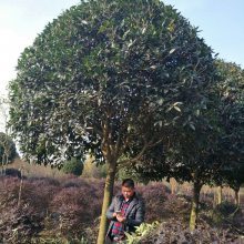 【精品工程綠化苗木桂花樹發(fā)貨湖南圖片】精品工程綠化苗木桂花樹發(fā)貨湖南