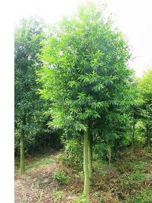 【供應杜英 大杜英 杜英樹 杜英價格 湖南杜英圖片】供應杜英 大杜英 杜英樹 杜英價格 湖南杜英 - 長沙市雨花區(qū)湖湘苗圃