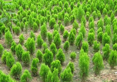 山西苗木產業(yè)前途迷茫 路在何方?-