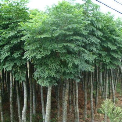 基地供應 工程綠化欒樹苗木 多種耐旱易成活欒樹 規(guī)格齊全