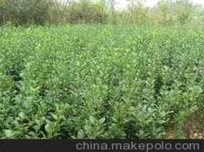 河北苗木供應(yīng)商,價(jià)格,河北苗木批發(fā)市場(chǎng) 