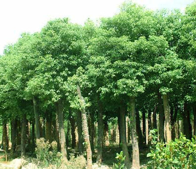 湖南寧鄉(xiāng)張氏苗木場(chǎng)供應(yīng):大葉女貞,杜英,杜仲,楓香,枸骨,廣玉蘭,桂花,合歡,紅果冬青,欒樹 - 中國(guó)花木資訊網(wǎng)