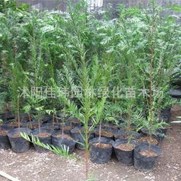 沭陽佳瑋園林綠化苗木場(chǎng)