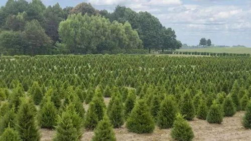 苗木種植戶如何提升苗木利潤(rùn)空間