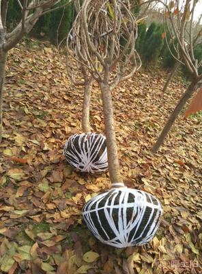 【泰安低價(jià)供應(yīng)垂絲海棠海棠價(jià)格綠化苗基地有苗廠家直銷】泰安市泰山區(qū)青聯(lián)苗木種植農(nóng)民專業(yè)合作社 - 產(chǎn)品庫