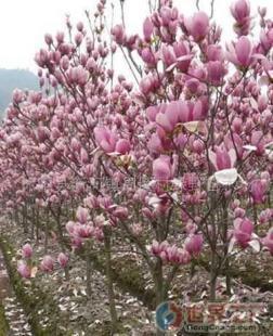 批發(fā)綠化苗木(圖)價(jià)格_批發(fā)綠化苗木(圖)廠家_世界工廠網(wǎng)產(chǎn)品信息庫