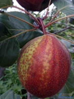 【秋月梨苗夏天生長(zhǎng)廠家供應(yīng)新梨七號(hào)梨苗誠(chéng)心出售】泰安高新區(qū)旺運(yùn)苗木中心 - 產(chǎn)品庫