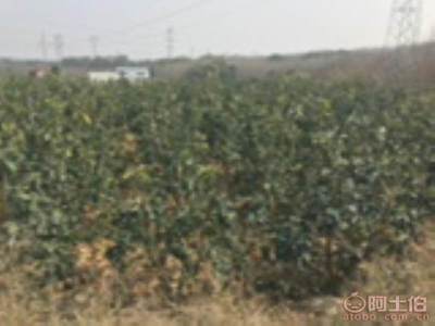 【香泡柚子苗木大量供應(yīng)、價(jià)格便宜】綠化苗木,價(jià)格,廠家,供應(yīng)商,花木,龍海市東泗興輝園藝場(chǎng) - 產(chǎn)品庫