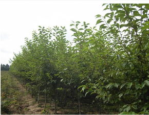 四平苗木價(jià)格,中國(guó)苗木產(chǎn)業(yè)平臺(tái)一站式服務(wù),100 省心