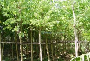 供應(yīng)廣東苗木羊蹄甲-低價(jià)批發(fā)羊蹄甲-羊蹄甲價(jià)格_農(nóng)副產(chǎn)品_世界工廠網(wǎng)中國(guó)產(chǎn)品信息庫