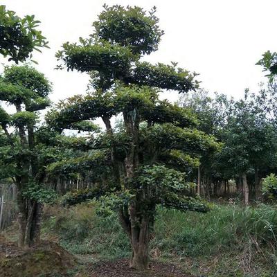 【君威苗圃】供應(yīng)欏木石楠造型樹樁 盆景欏木石楠樹 園林綠化苗木 量大價(jià)優(yōu)圖片_高清圖_細(xì)節(jié)圖-長(zhǎng)沙市雨花區(qū)君威苗圃