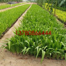 青州市曉敏花卉苗木專業(yè)合作社