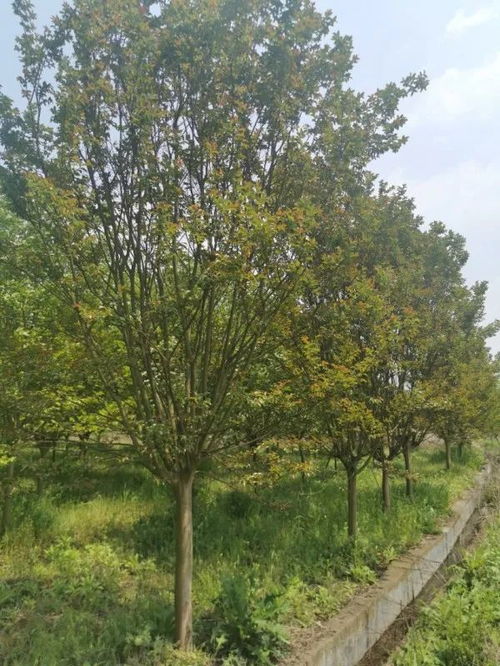 恭喜惠民園林入駐苗木通 李惠民 細(xì)分苗木用途,科學(xué)合理定價(jià)