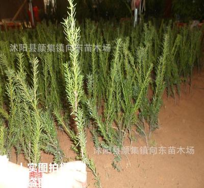 正宗曼地亞紅豆杉樹苗 耐寒紅豆杉小苗 量大優(yōu)惠 價(jià)格從優(yōu)