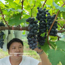 新聞 紅太陽(yáng)葡萄樹苗產(chǎn)品展示  歡迎你