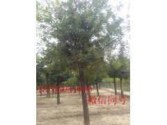 8公分國槐價格 供應產(chǎn)品 綠錦天下苗木