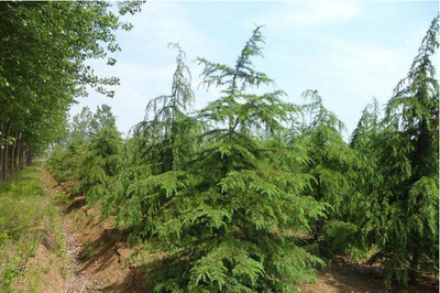 雪松樹苗價(jià)格行情,2019年最新雪松苗基地批發(fā)報(bào)價(jià)