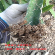 玉林市農(nóng)產(chǎn)品苗木場(chǎng)