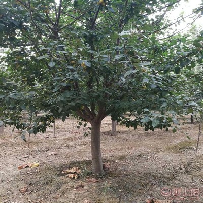 【誠信經(jīng)營海棠苗廠家西府海棠的用途】泰安高新區(qū)旺運苗木中心 - 產(chǎn)品庫