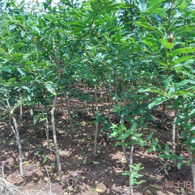 【高桿山楂苗畝產(chǎn)品種全的 山楂苗基地廠家供貨】泰安高新區(qū)旺運苗木中心 - 產(chǎn)品庫