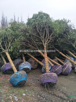 都江堰百川苗木種植農(nóng)民專業(yè)合作社