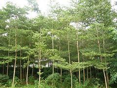 非常好的海南苗木出售,海口苗木圖片|非常好的海南苗木出售,海口苗木產(chǎn)品圖片由海南桂芝源實業(yè)公司生產(chǎn)提供-