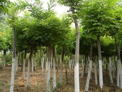 山東優(yōu)質(zhì)速生國槐供應商:速生國槐苗價格-山東省萊蕪市田生苗木專業(yè)合作社提供山東優(yōu)質(zhì)速生國槐供應商:速生國槐苗價格的相關(guān)介紹、產(chǎn)品、服務、圖片、價格12公分速生法桐樹、泰安櫻花樹小苗、速生法桐樹基地、雪松小苗價格、龍柱碧桃苗批發(fā)、山東造型國槐樹、