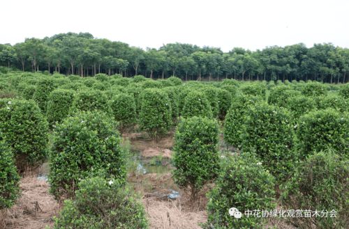 中花協綠化觀賞苗木分會赴嵊州進行苗木產業調研