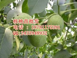 核桃 批發供應信息 核桃 批發批發 核桃 批發價格 找核桃 批發產品上