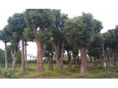 2013年湖南香樟樹(shù)最新報(bào)價(jià)/湖南工程綠化苗木價(jià)格查詢|喬灌木|綠化苗木|供應(yīng)信息|597苗木網(wǎng)