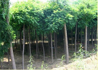 河北大喬木-江南毛槐 -河北鑫匯園林苗木基地 產(chǎn)品展示(河北大喬木、河北速生柳 、河北火炬樹(shù) )-金泉網(wǎng)