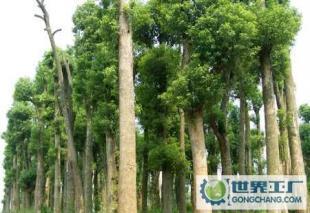 綠化苗木10-60公分再生香樟_農(nóng)副產(chǎn)品_世界工廠網(wǎng)中國(guó)產(chǎn)品信息庫(kù)