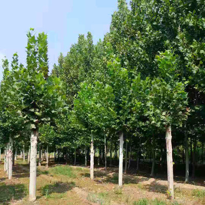 大量出售國槐樹苗 濟寧國槐供應商 國槐苗木 規格齊全 苗木國槐圖片_高清圖_細節圖-濟寧市任城區繼元苗木種植基地