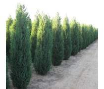 【供應(yīng)側(cè)柏樹苗/3米側(cè)柏樹苗價(jià)錢/山東側(cè)柏樹苗基地】泰安開發(fā)區(qū)通達(dá)苗木繁育中心 - 產(chǎn)品庫(kù)